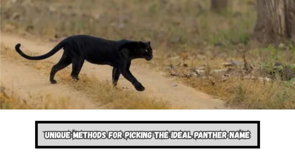 Unique Methods for Picking the Ideal Panther Name