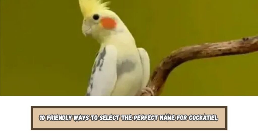 10 Friendly Ways to Select the Perfect Name for Cockatiel