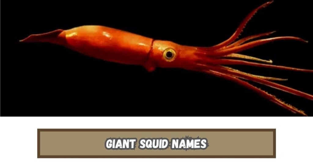 Giant Squid Names