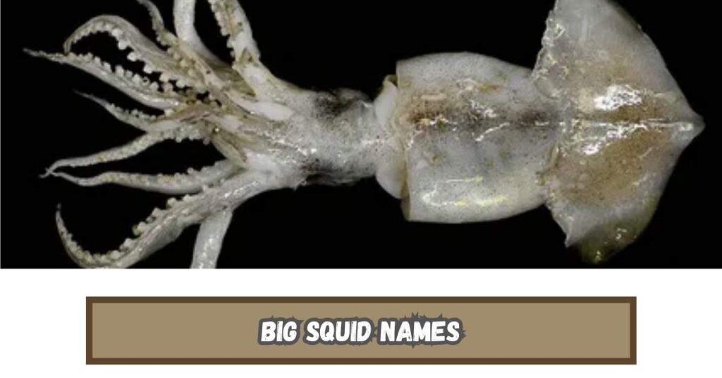 Big Squid Names