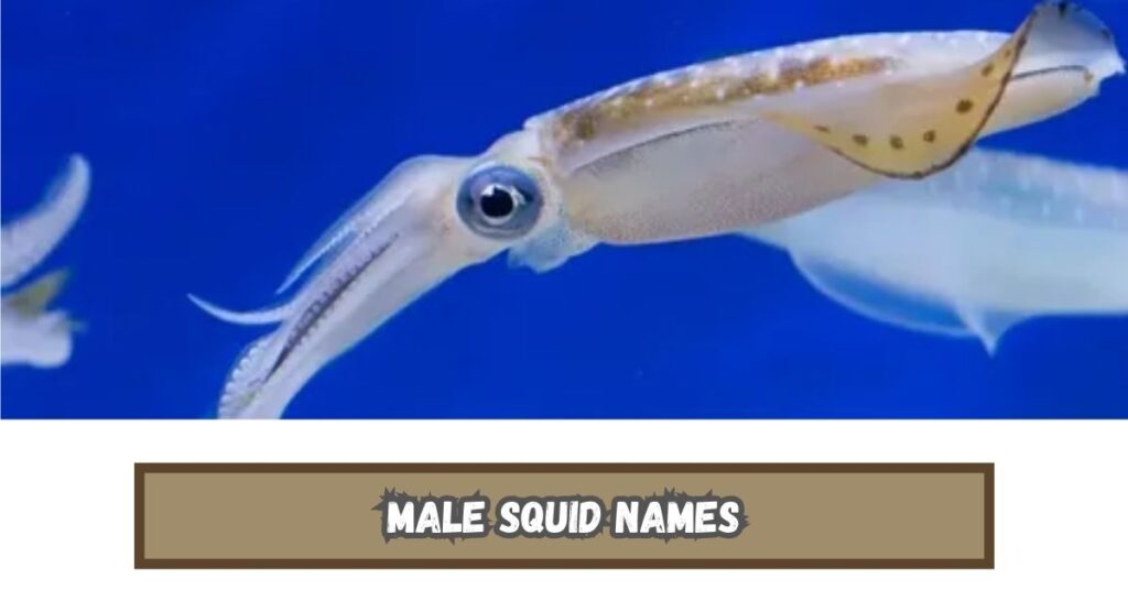 Male Squid Names
