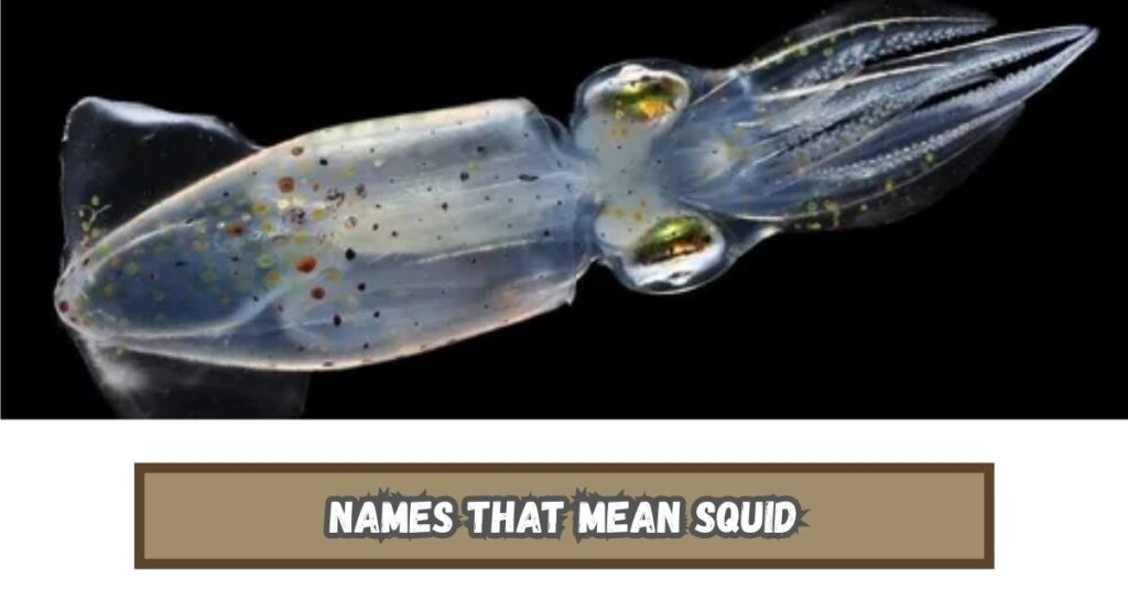 Names That Mean Squid