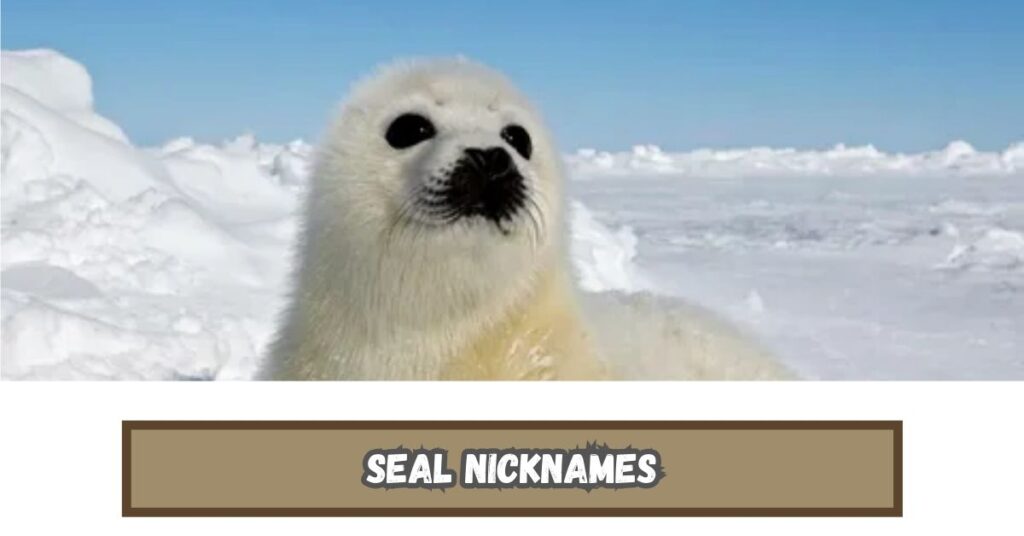 Funny Seal Names