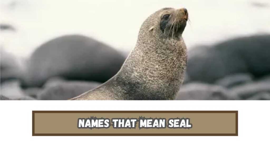 Names That Mean Seal