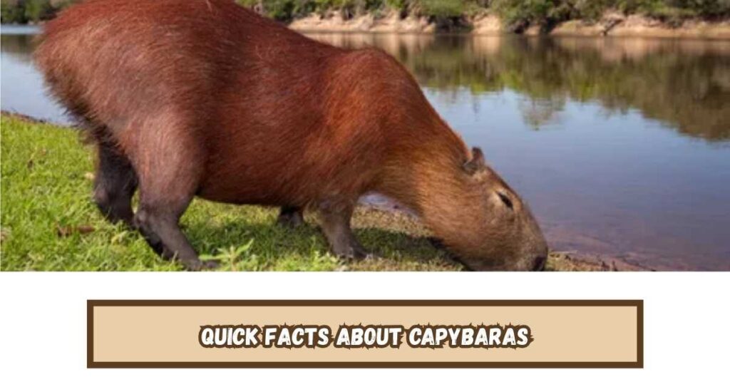 Quick Facts About Capybaras
