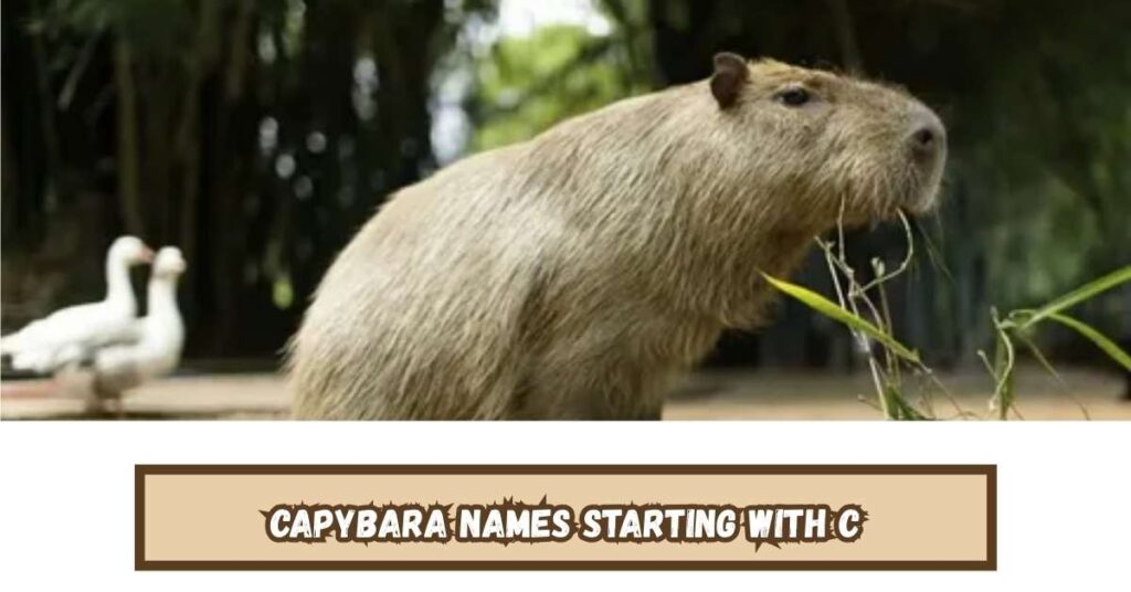Good Capybara Names