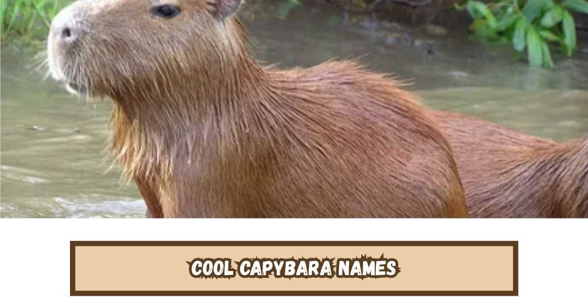 400 Famous and Cute Capybara Names & Generator [Best Ideas]