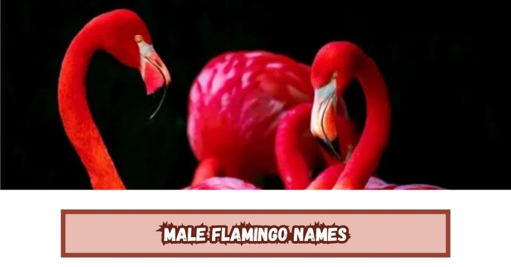Male Flamingo Names