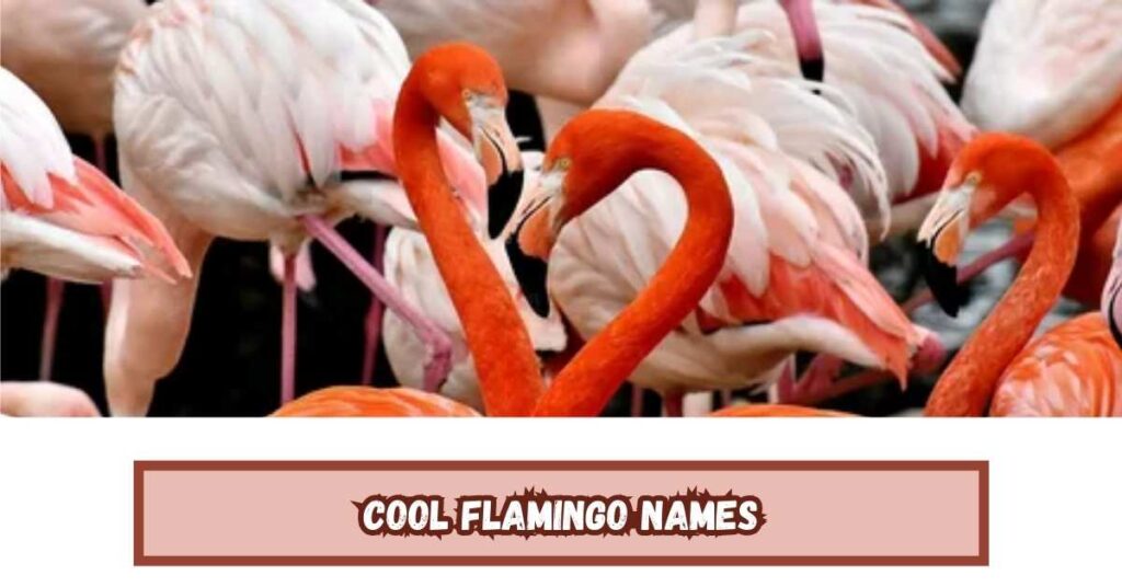 Cool Flamingo Names