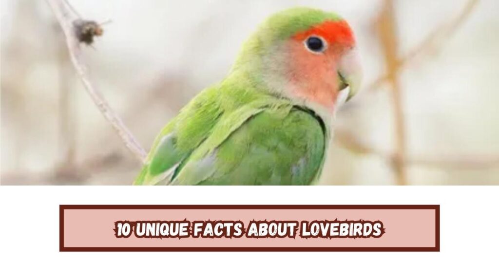 10 Unique Facts About Lovebirds