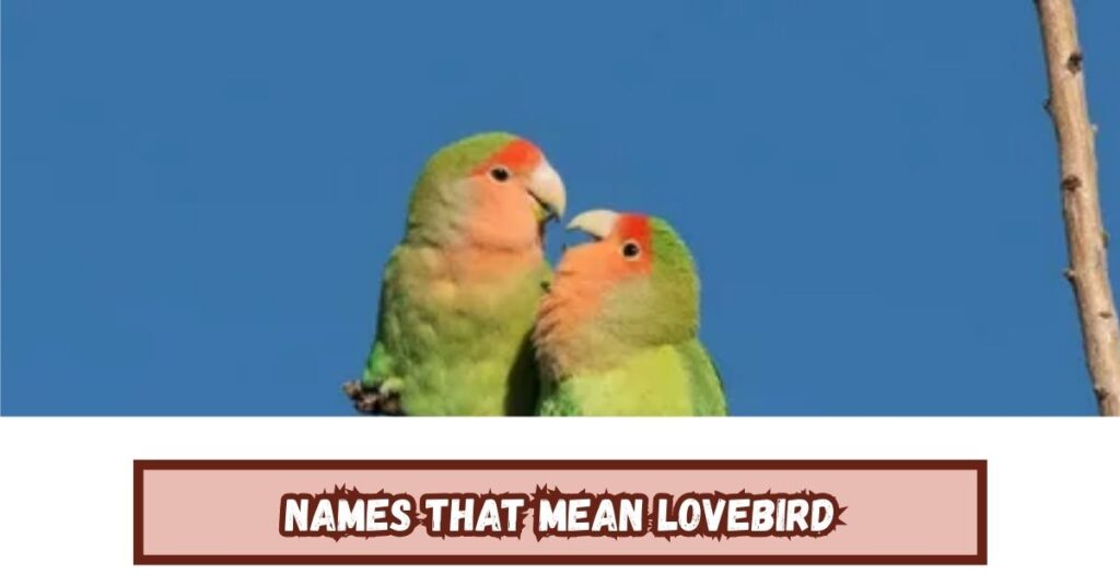 Names That Mean Lovebird