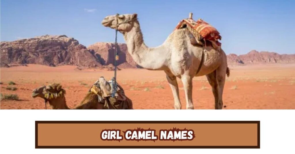 Girl Camel Names