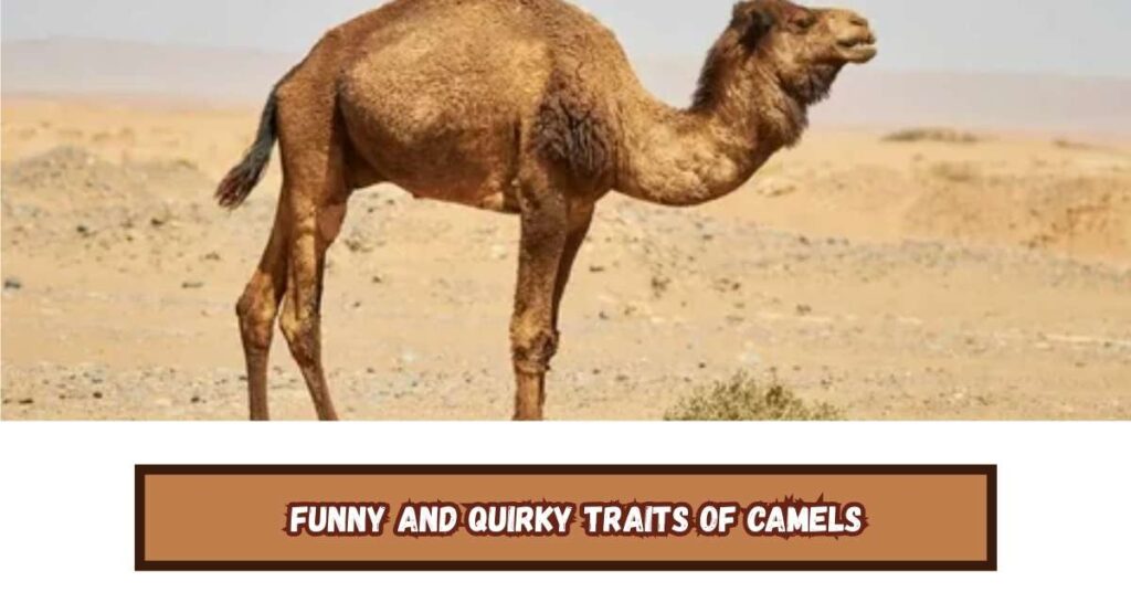 Funny and Quirky Traits of Camels