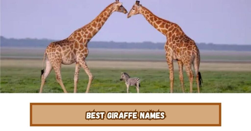 Best Giraffe Names