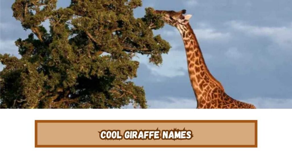 Cool Giraffe Names