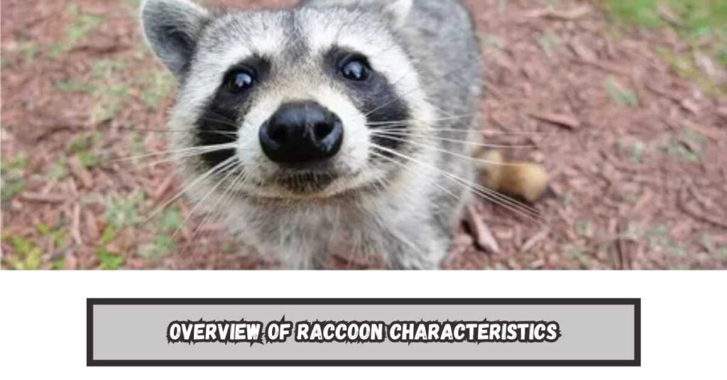 Overview of Raccoon Characteristics