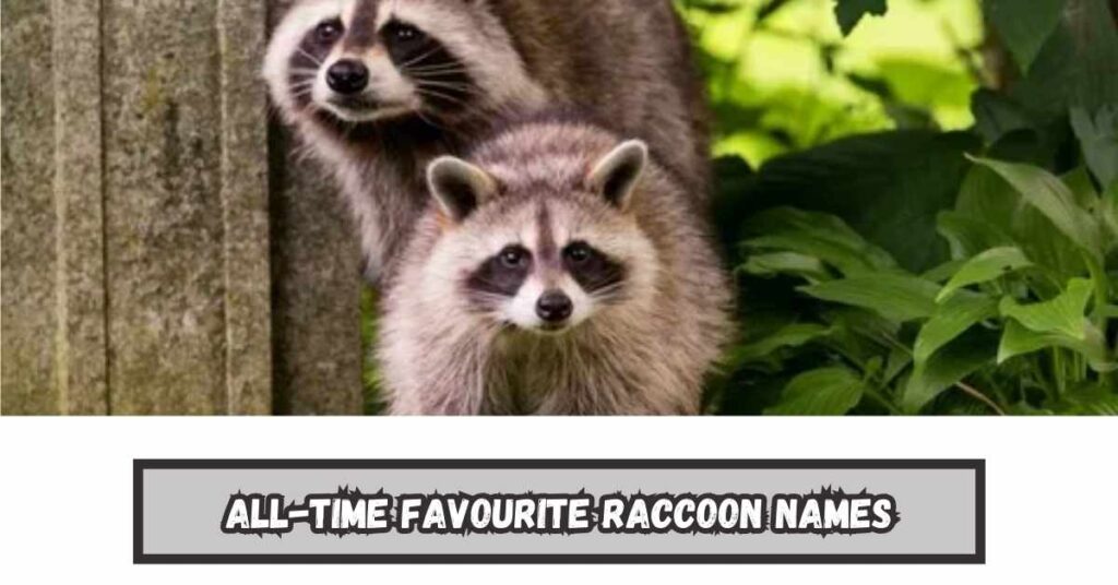 All-time Favourite Raccoon Names