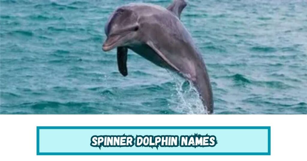 Spinner Dolphin Names