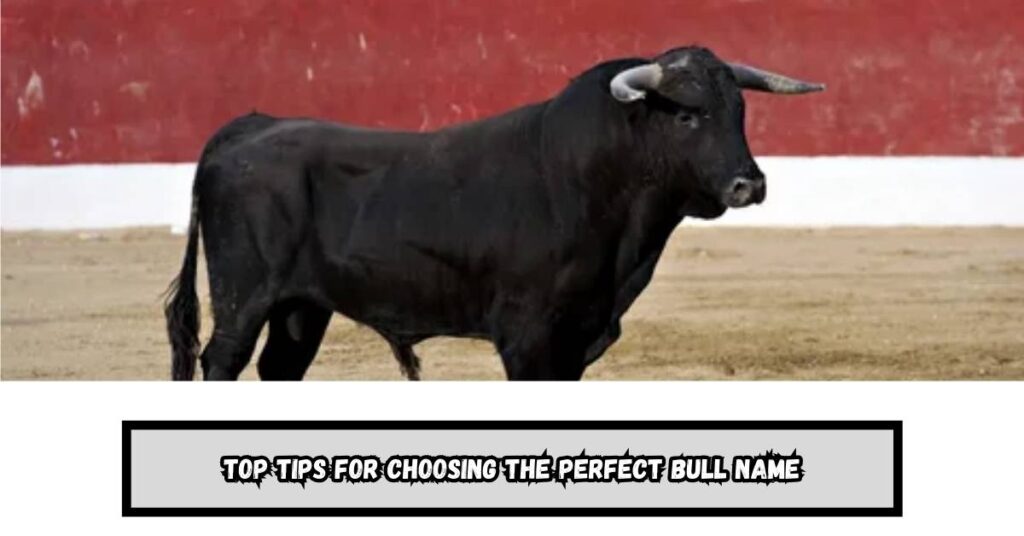 Top Tips for Choosing the Perfect Bull Name