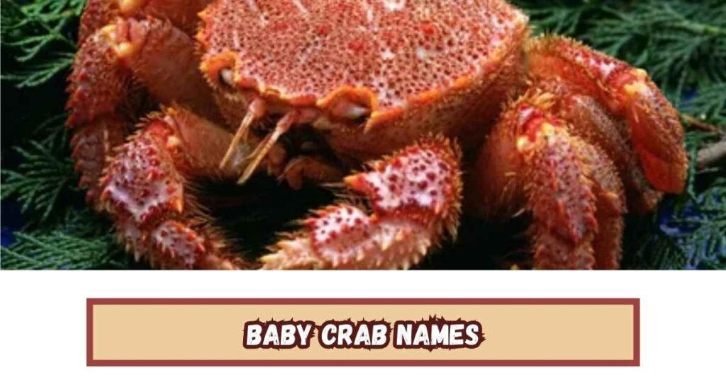 Baby Crab Names