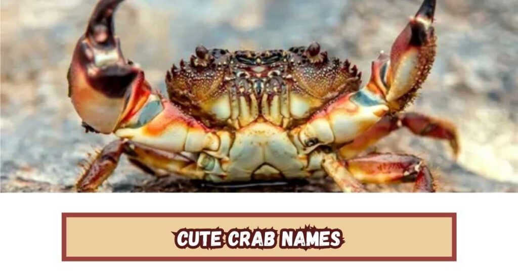 Cute Crab Names