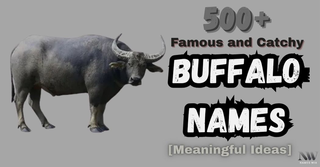 Buffalo Names
