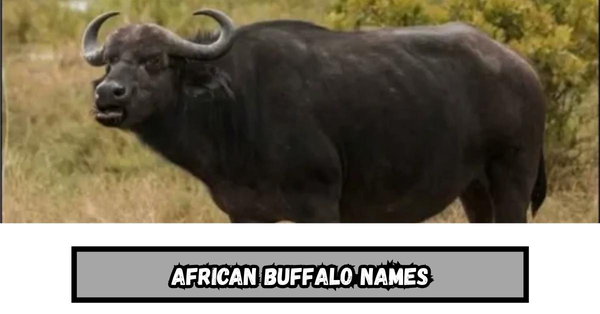 500+ Famous and Catchy Buffalo Names & Generator [Meaningful Ideas]
