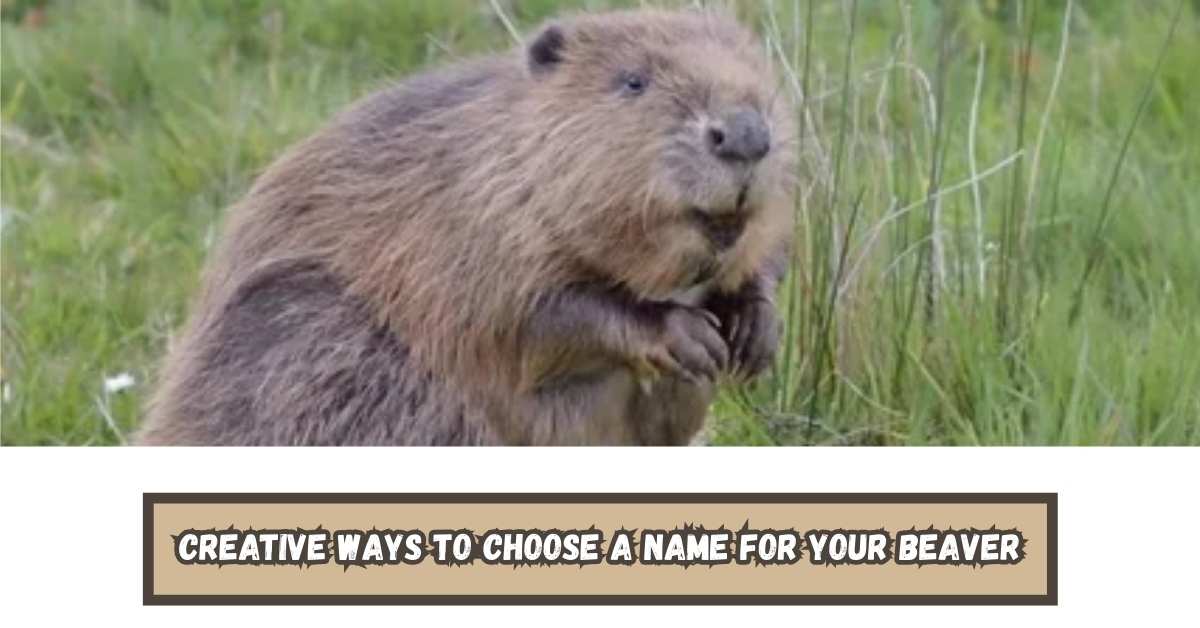 500+ Most Famous Beaver Names & Generator [Best Ideas]