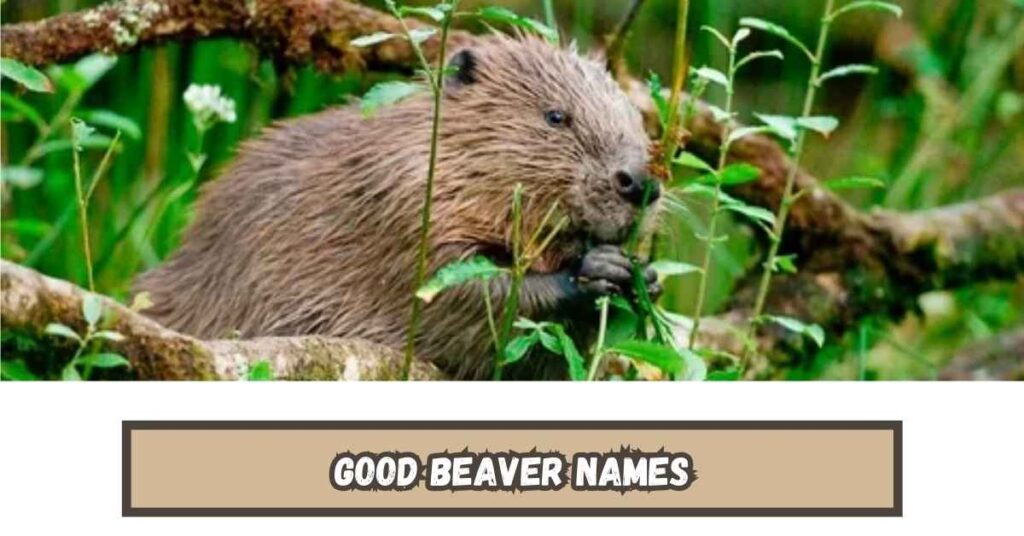 Good Beaver Names