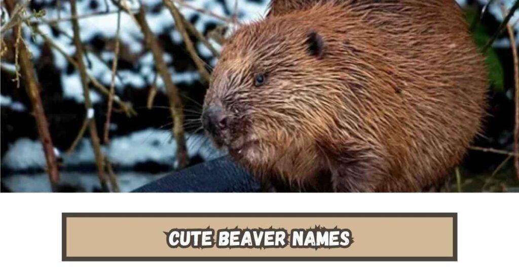 Cute Beaver Names