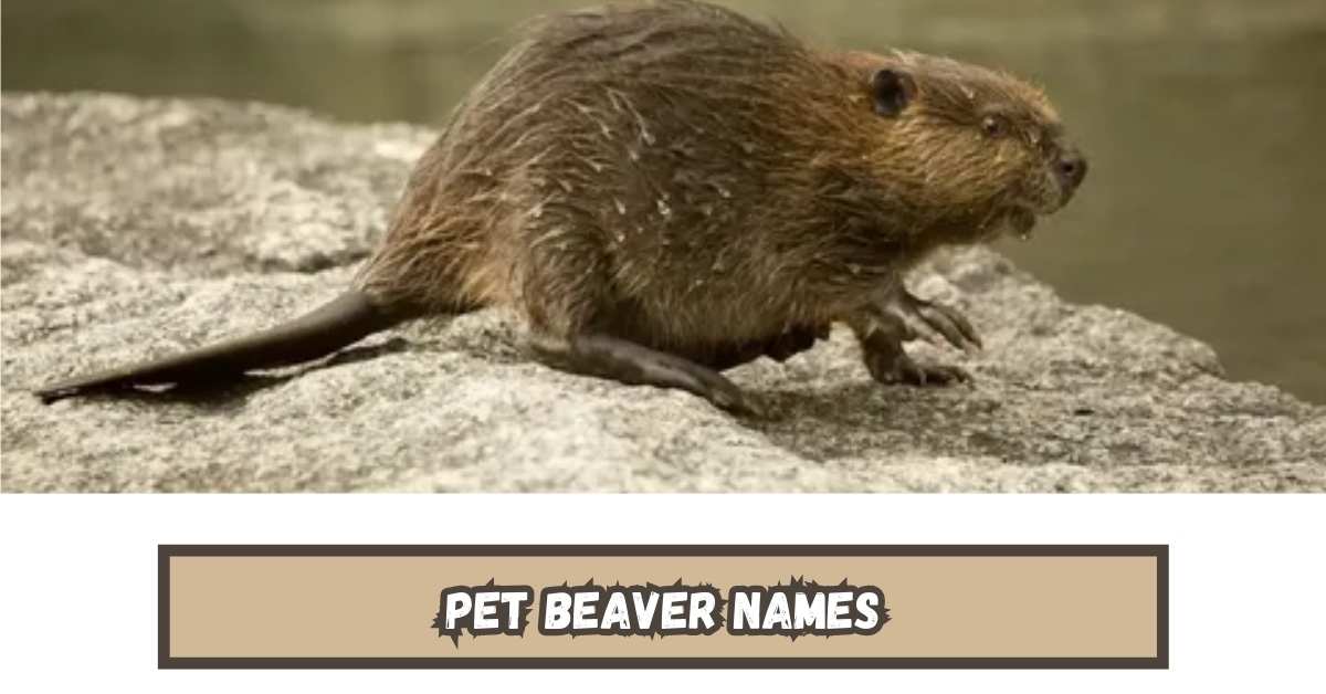 500+ Most Famous Beaver Names & Generator [Best Ideas]