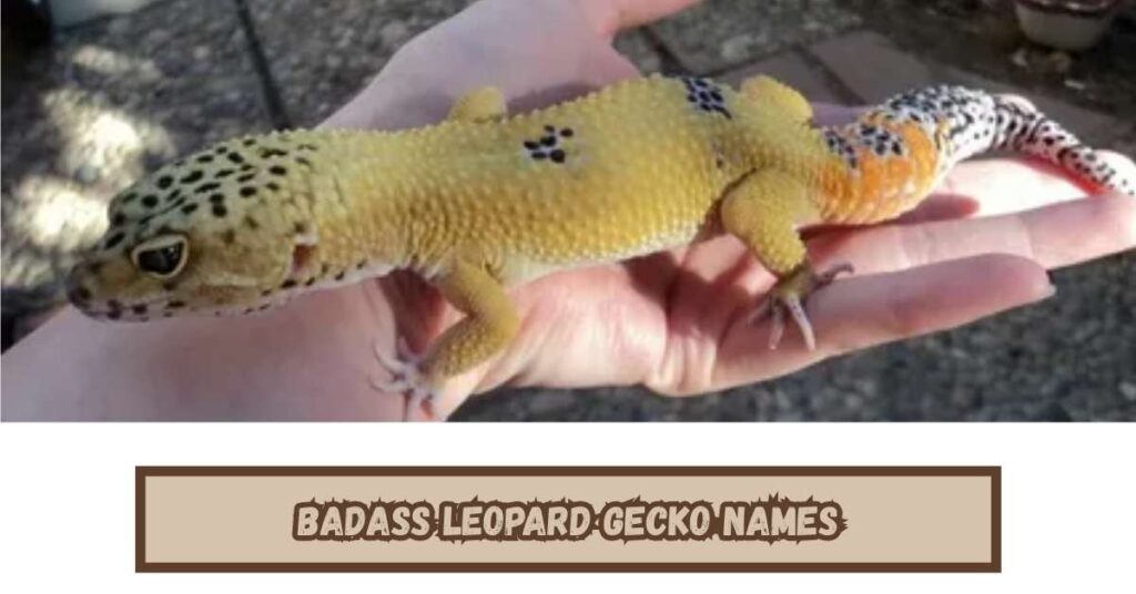 Badass Leopard Gecko Names