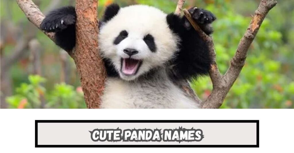 Cute Panda Names