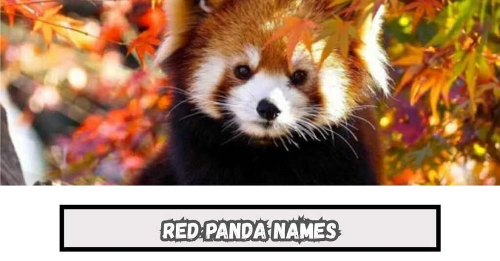 Red Panda Names