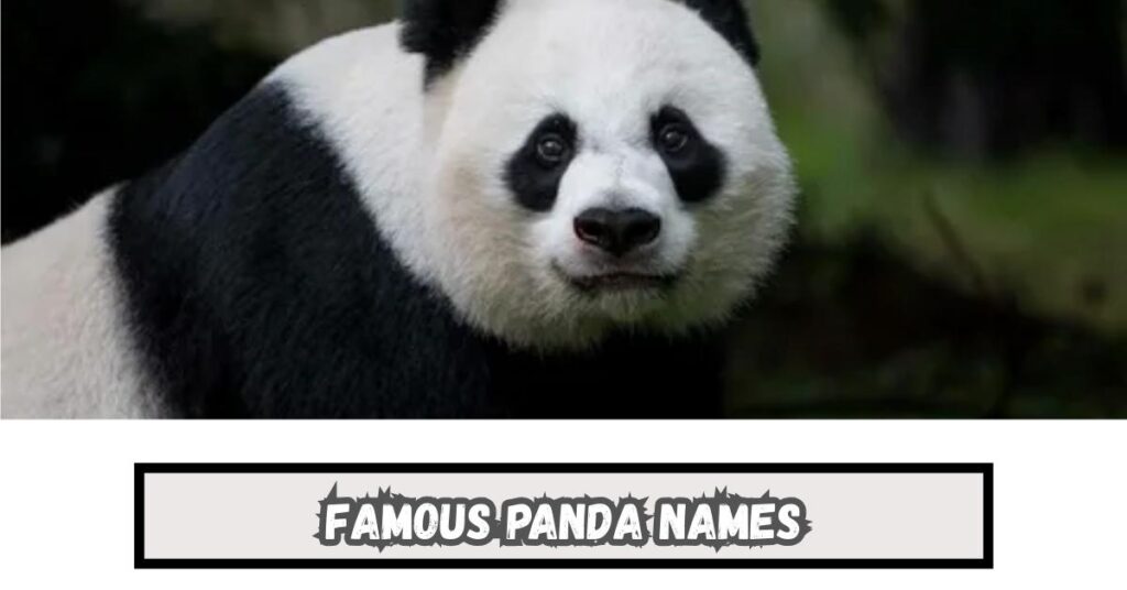Famous Panda Names
