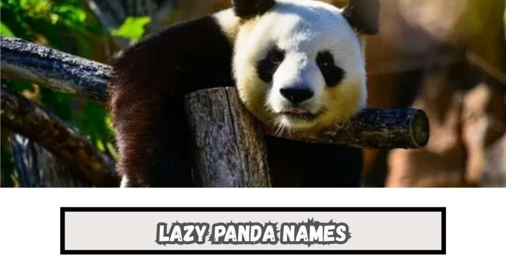 Lazy Panda Names