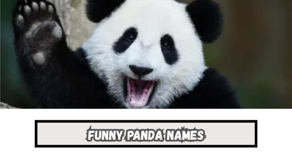 Funny Panda Names