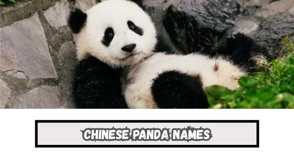 Chinese Panda Names