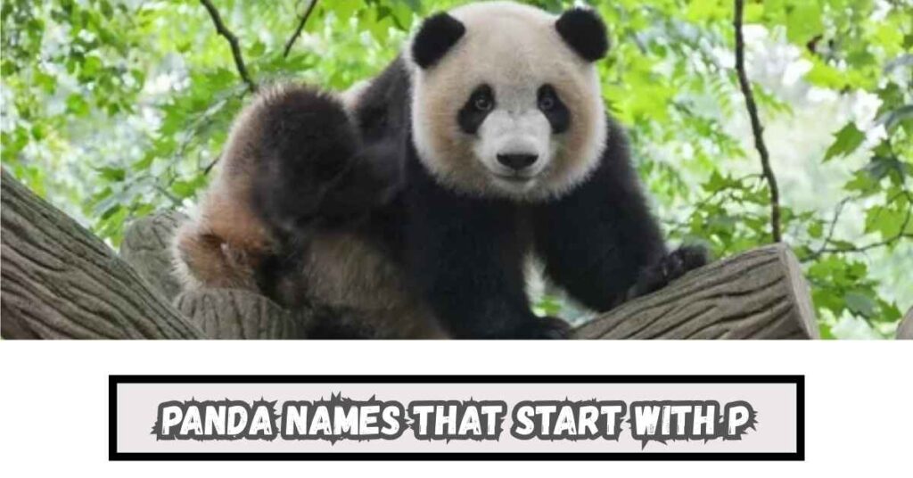 Panda Names That Start with P