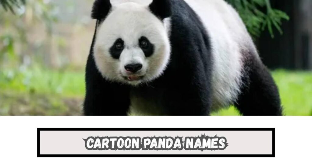 Cartoon Panda Names