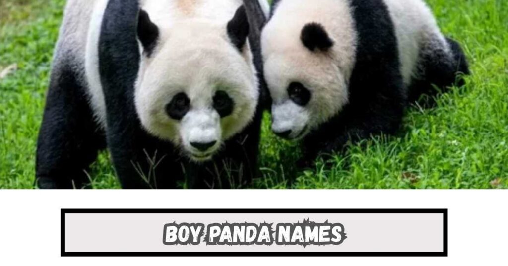 Boy Panda Names