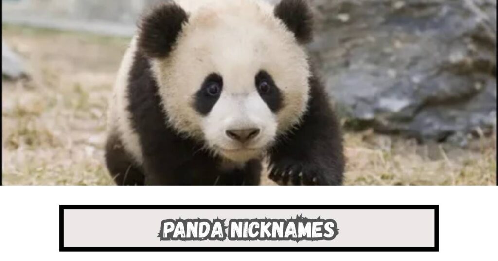 Panda Nicknames