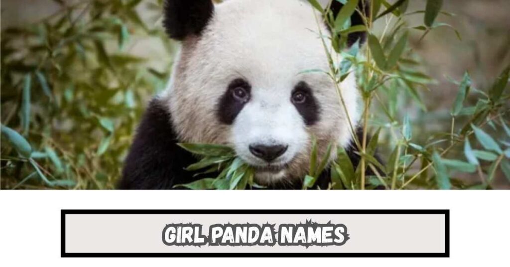 Girl Panda Names
