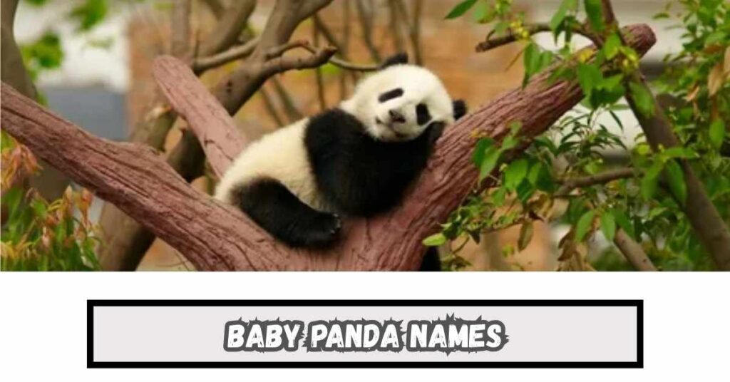 Baby Panda Names