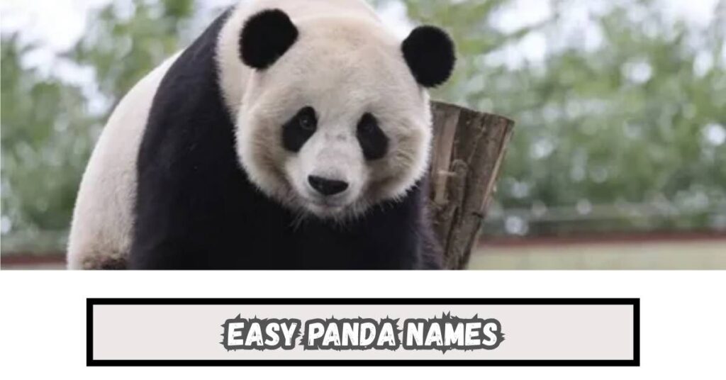 Easy Panda Names