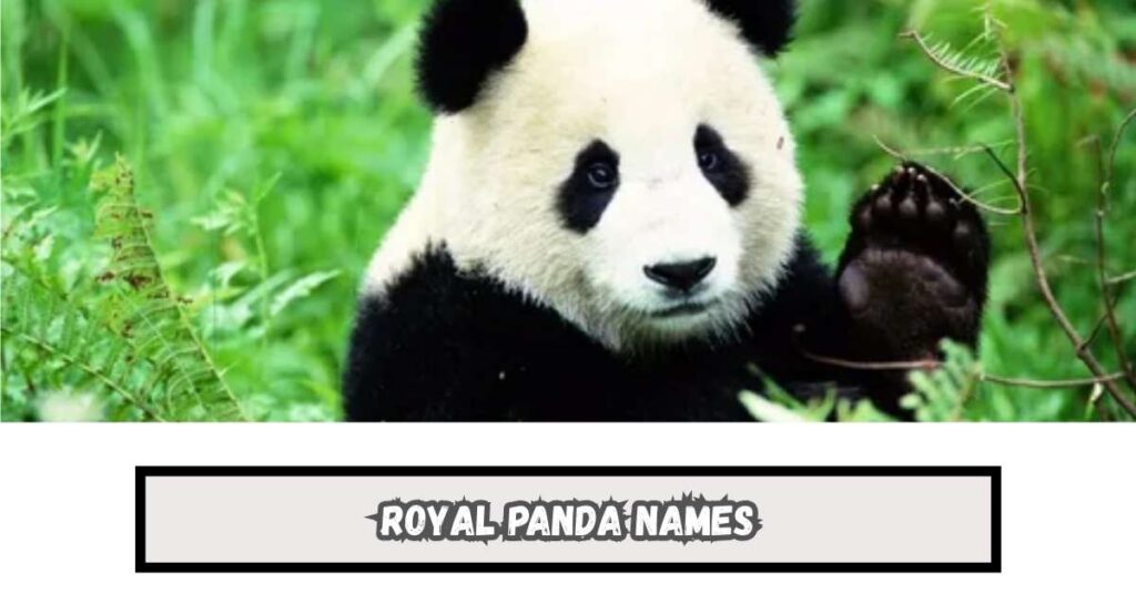 Royal Panda Names