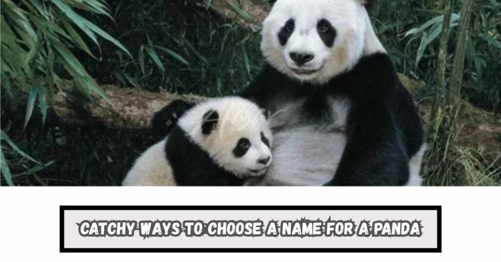 Catchy Ways to Choose a Name for a Panda