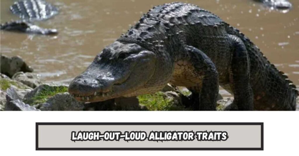 Laugh-Out-Loud Alligator Traits