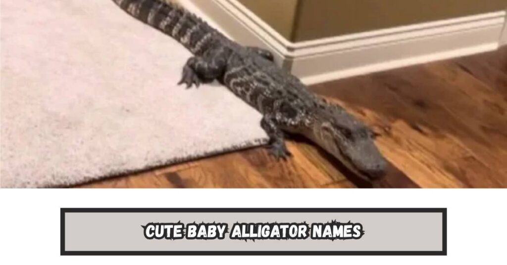 Cute Baby Alligator Names