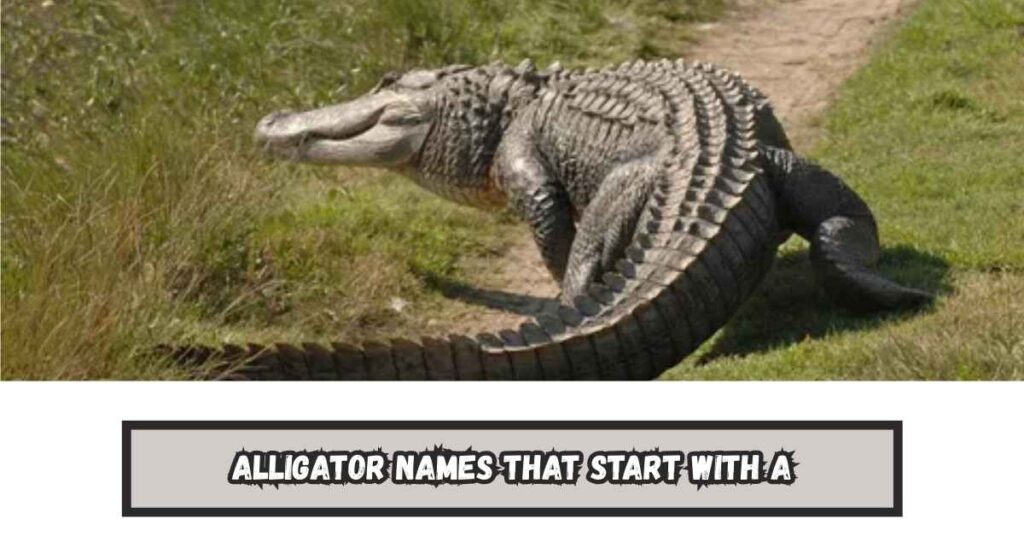 Alligator Names That Start With A